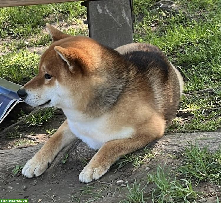 Bild 2: Shiba Inu Rüde sehr kinderlieb und stubenrein