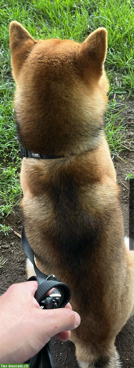 Bild 3: Shiba Inu Rüde sehr kinderlieb und stubenrein