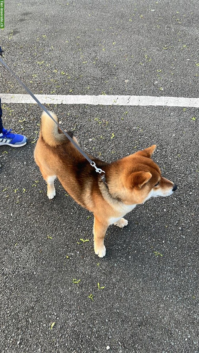 Bild 4: Shiba Inu Rüde sehr kinderlieb und stubenrein