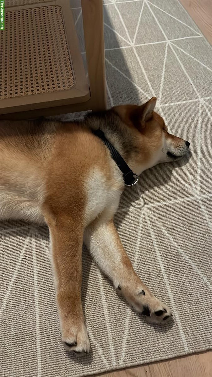 Bild 5: Shiba Inu Rüde sehr kinderlieb und stubenrein