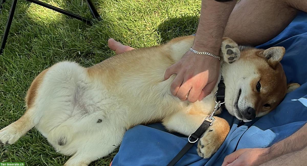 Bild 6: Shiba Inu Rüde sehr kinderlieb und stubenrein