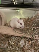Weisses Rennmaus Männchen sucht ein Zuhause