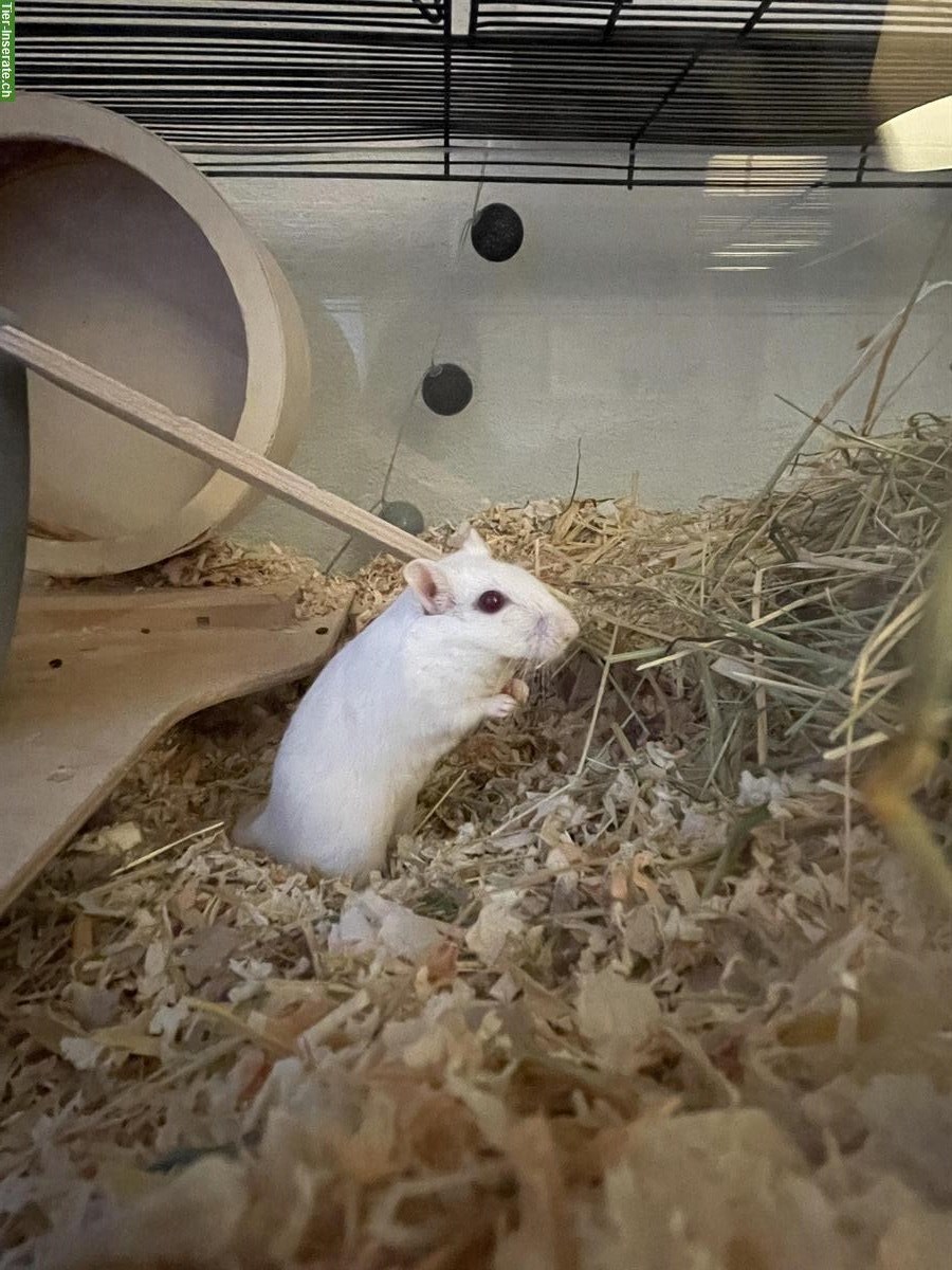 Bild 2: Weisses Rennmaus Männchen sucht ein Zuhause