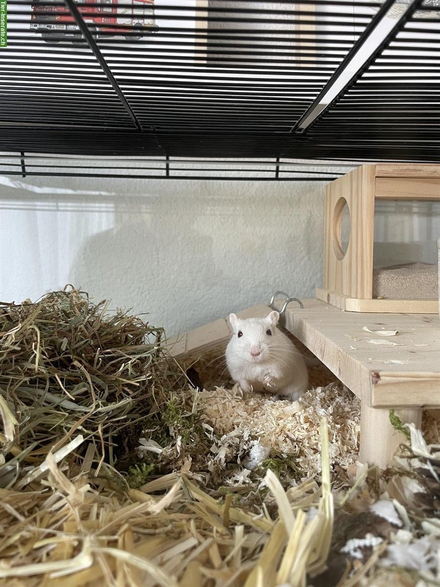Bild 3: Weisses Rennmaus Männchen sucht ein Zuhause