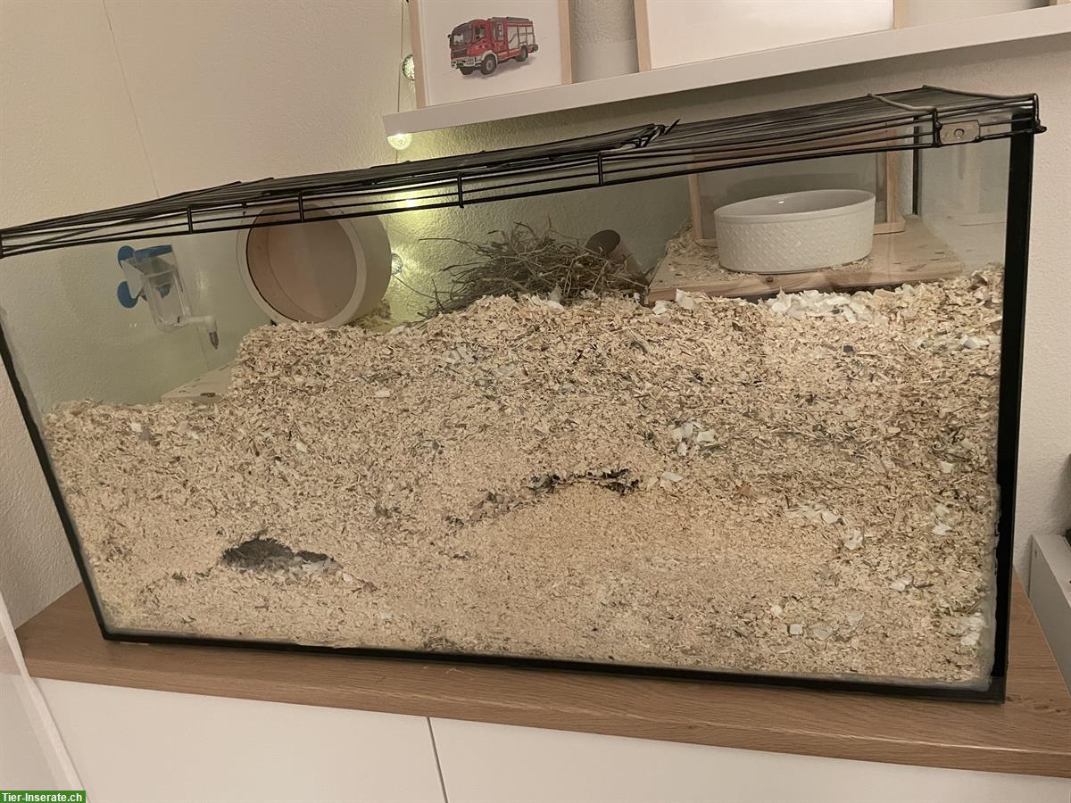 Bild 4: Weisses Rennmaus Männchen sucht ein Zuhause