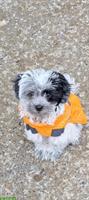 Maltipoo Welpe / Junghund sucht ruhiges Zuhause