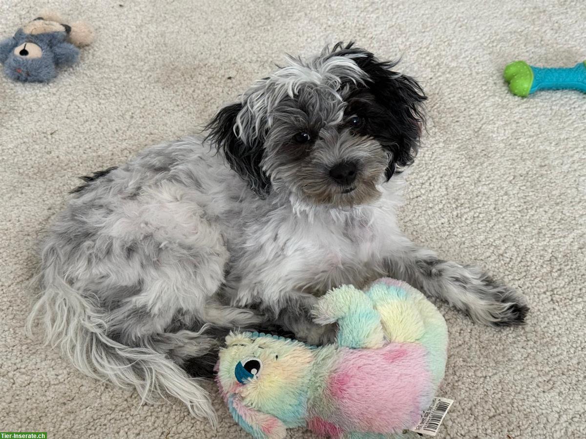 Bild 2: Maltipoo Welpe / Junghund sucht ruhiges Zuhause