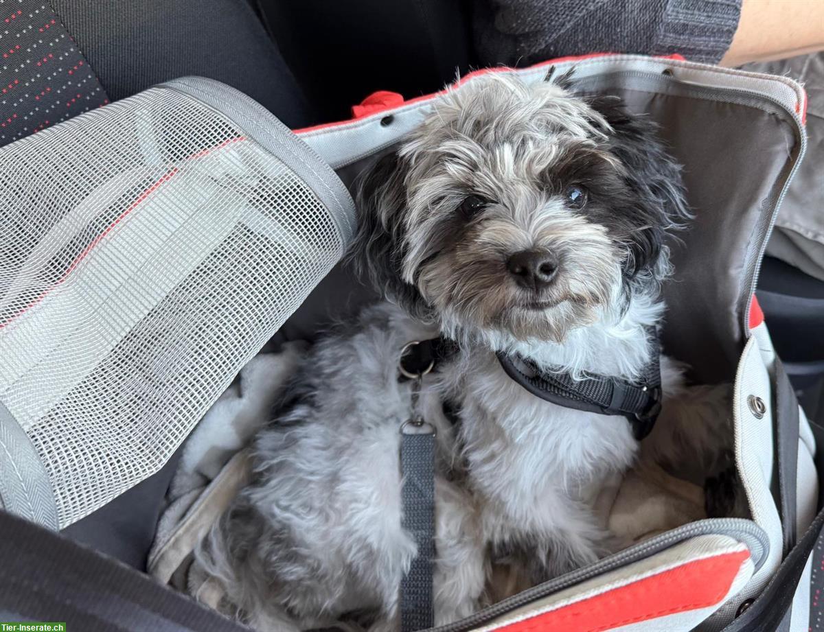 Bild 4: Maltipoo Welpe / Junghund sucht ruhiges Zuhause