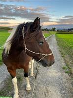 Felinski Pony-Mix, 10 Jahre, ca. 139 cm
