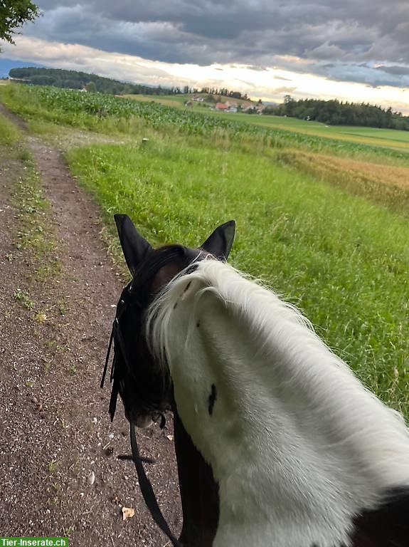Bild 5: Felinski Pony-Mix, 10 Jahre, ca. 139 cm