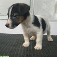 Jack Russell Rüde, 9 Monate alt