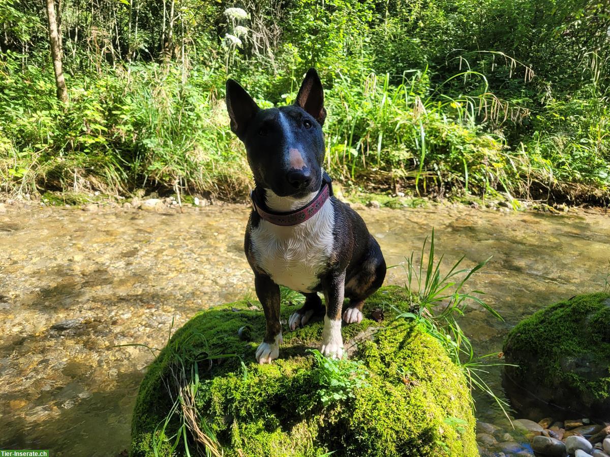 Miniature Bull Terrier Hündin mit FCI Papieren