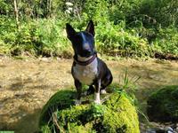 Miniature Bull Terrier Hündin mit FCI Papieren