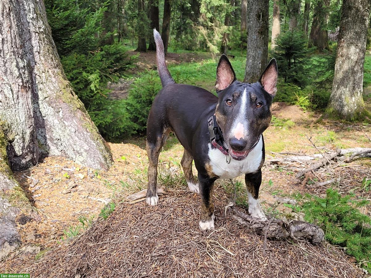 Bild 2: Miniature Bull Terrier Hündin mit FCI Papieren