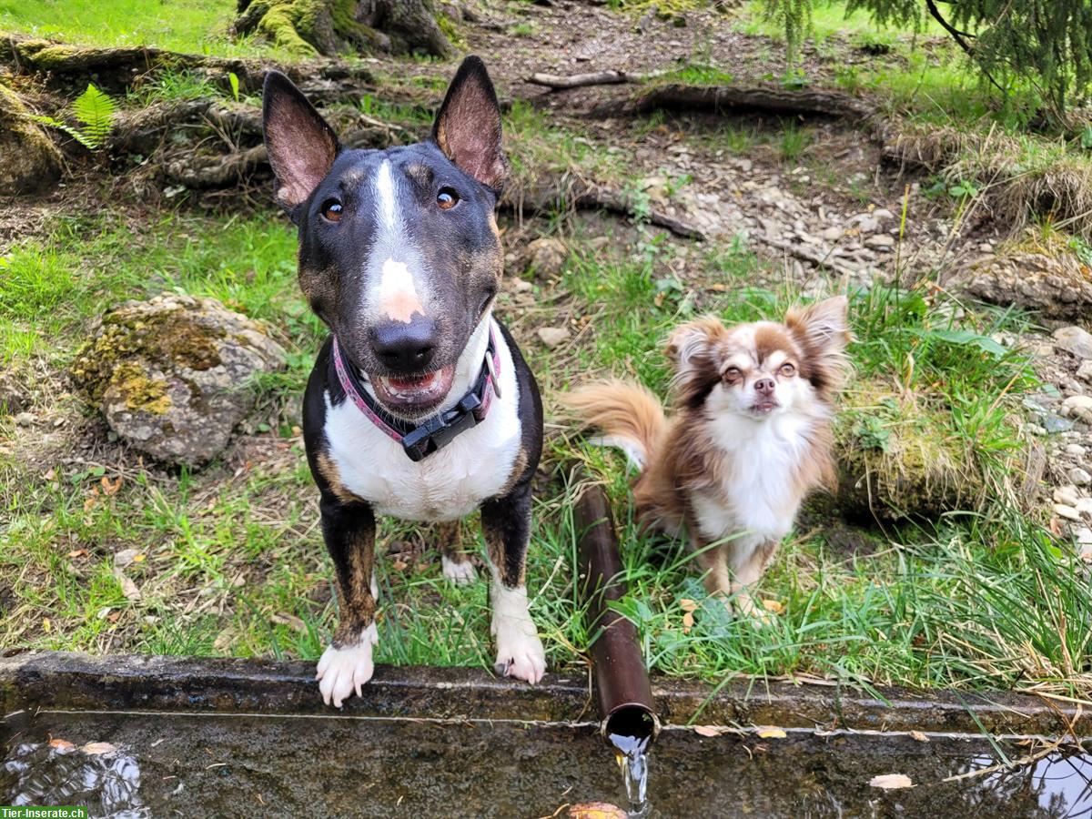 Bild 3: Miniature Bull Terrier Hündin mit FCI Papieren