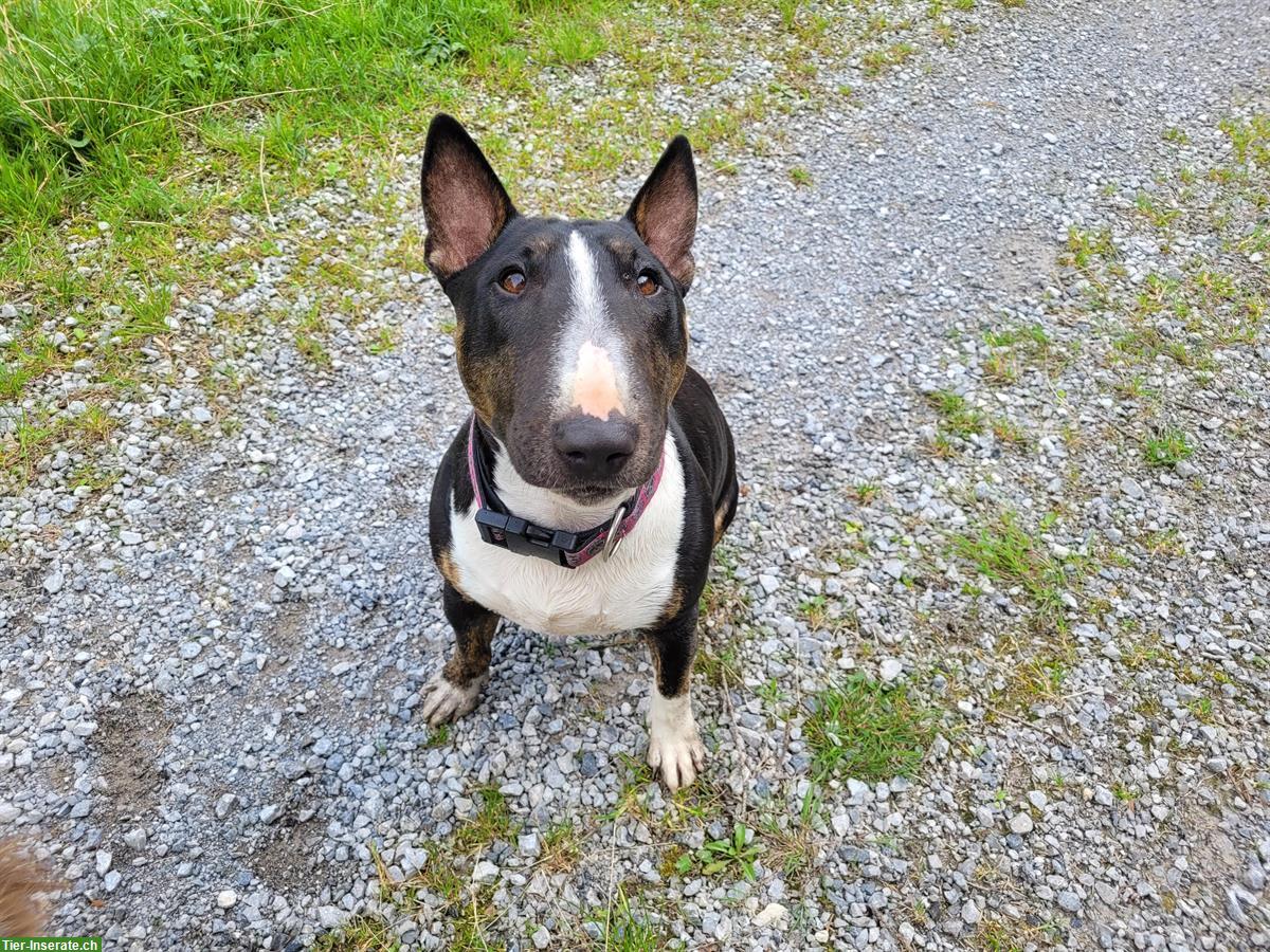 Bild 4: Miniature Bull Terrier Hündin mit FCI Papieren