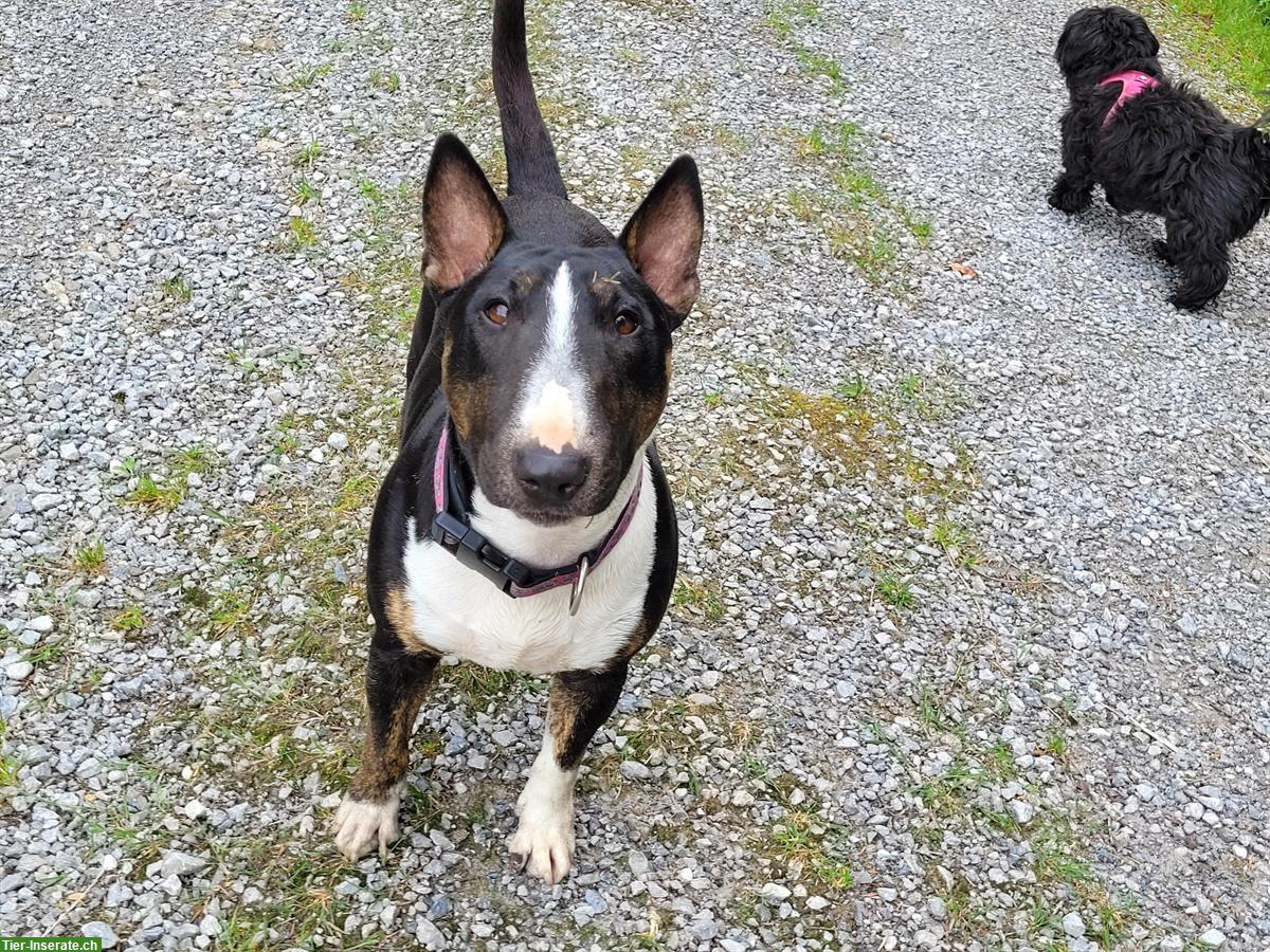 Bild 5: Miniature Bull Terrier Hündin mit FCI Papieren