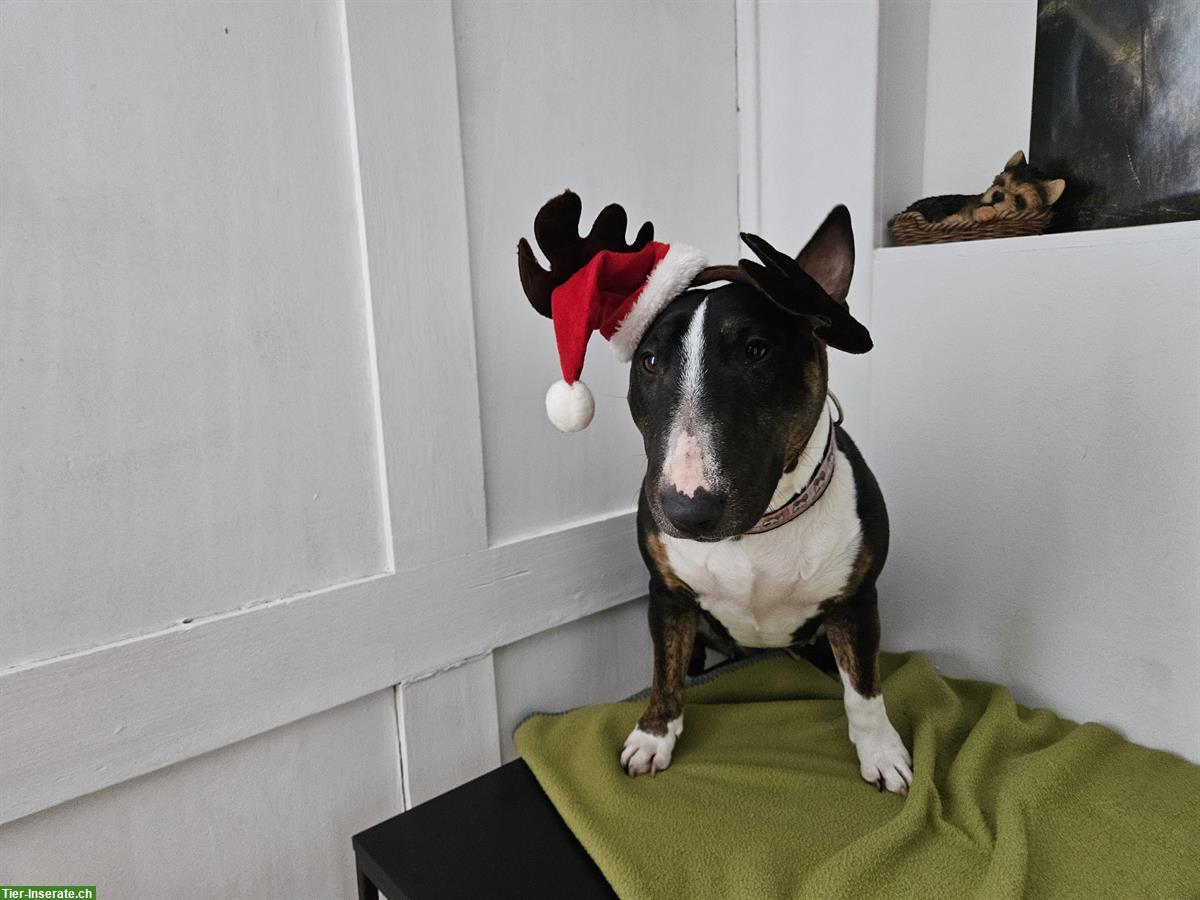 Bild 6: Miniature Bull Terrier Hündin mit FCI Papieren