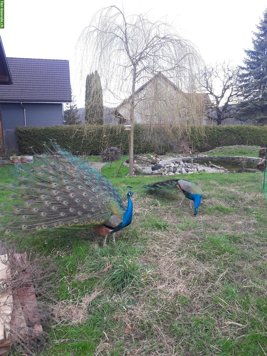 Bild 2: Blauer Pfau, männlich, 3 Jahre