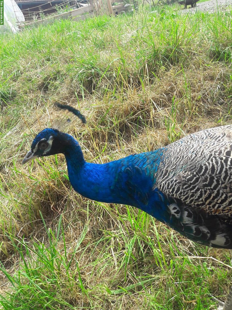 Bild 3: Blauer Pfau, männlich, 3 Jahre
