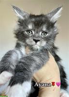 Maine Coon deux magnifiques femelles disponibles