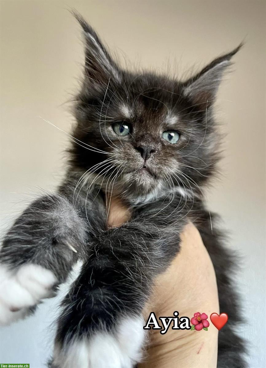 Bild 2: Maine Coon deux magnifiques femelles disponibles