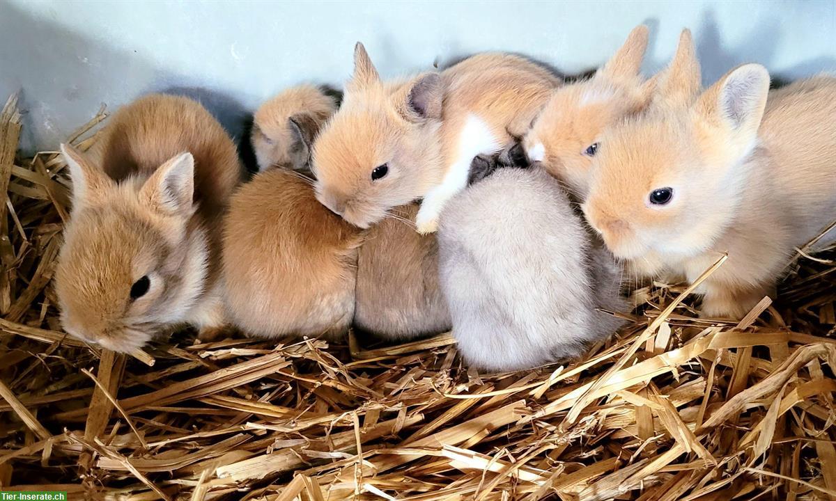 Zwerghasen Löwenköpfchen zu verkaufen