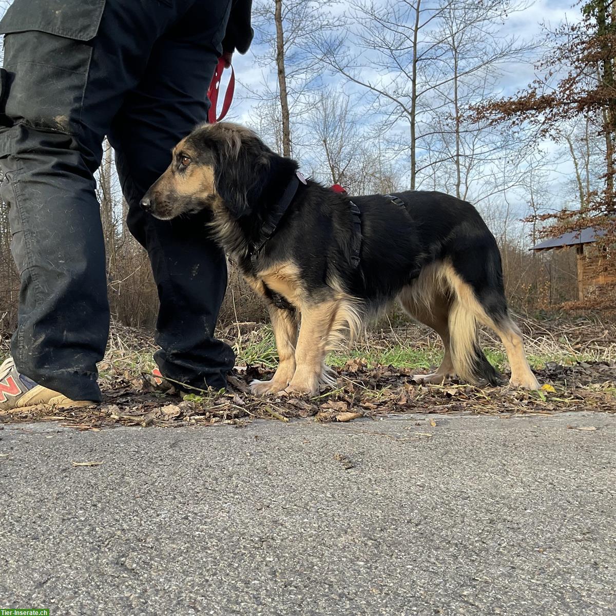 Bild 6: Benö, lieber Rüde braucht hundeerfahrenes Zuhause