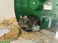 GRATIS: 3 Degus inkl. Käfig