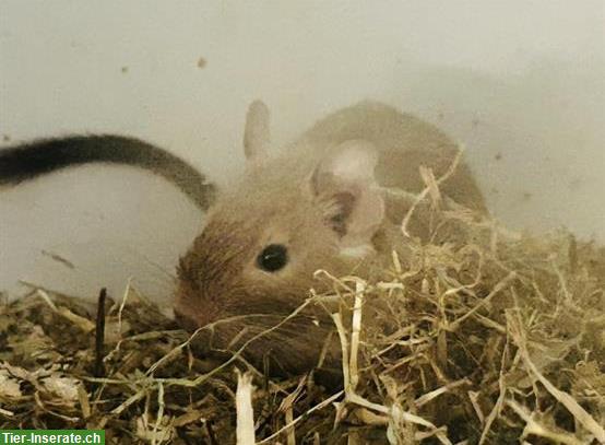 Bild 2: GRATIS: 3 Degus inkl. Käfig