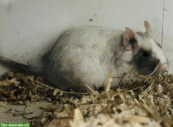 Bild 3: GRATIS: 3 Degus inkl. Käfig