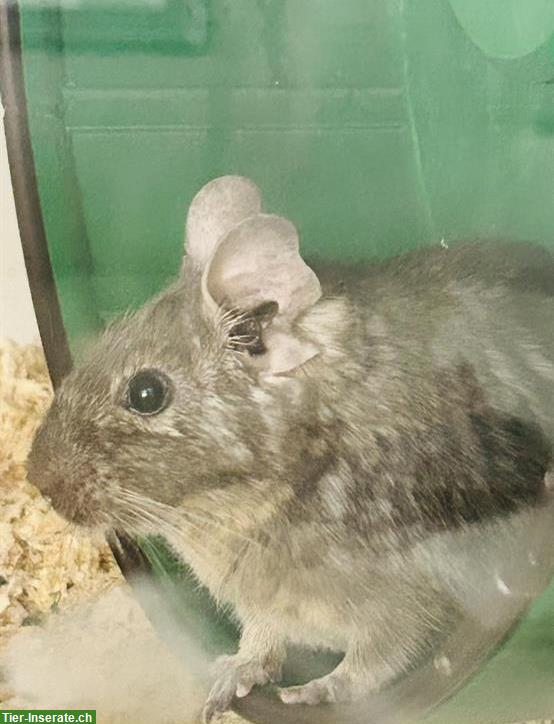 Bild 4: GRATIS: 3 Degus inkl. Käfig