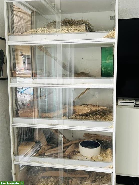 Bild 5: GRATIS: 3 Degus inkl. Käfig