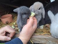 Ferienangebot bei Zwergkaninchen Hobbyzucht