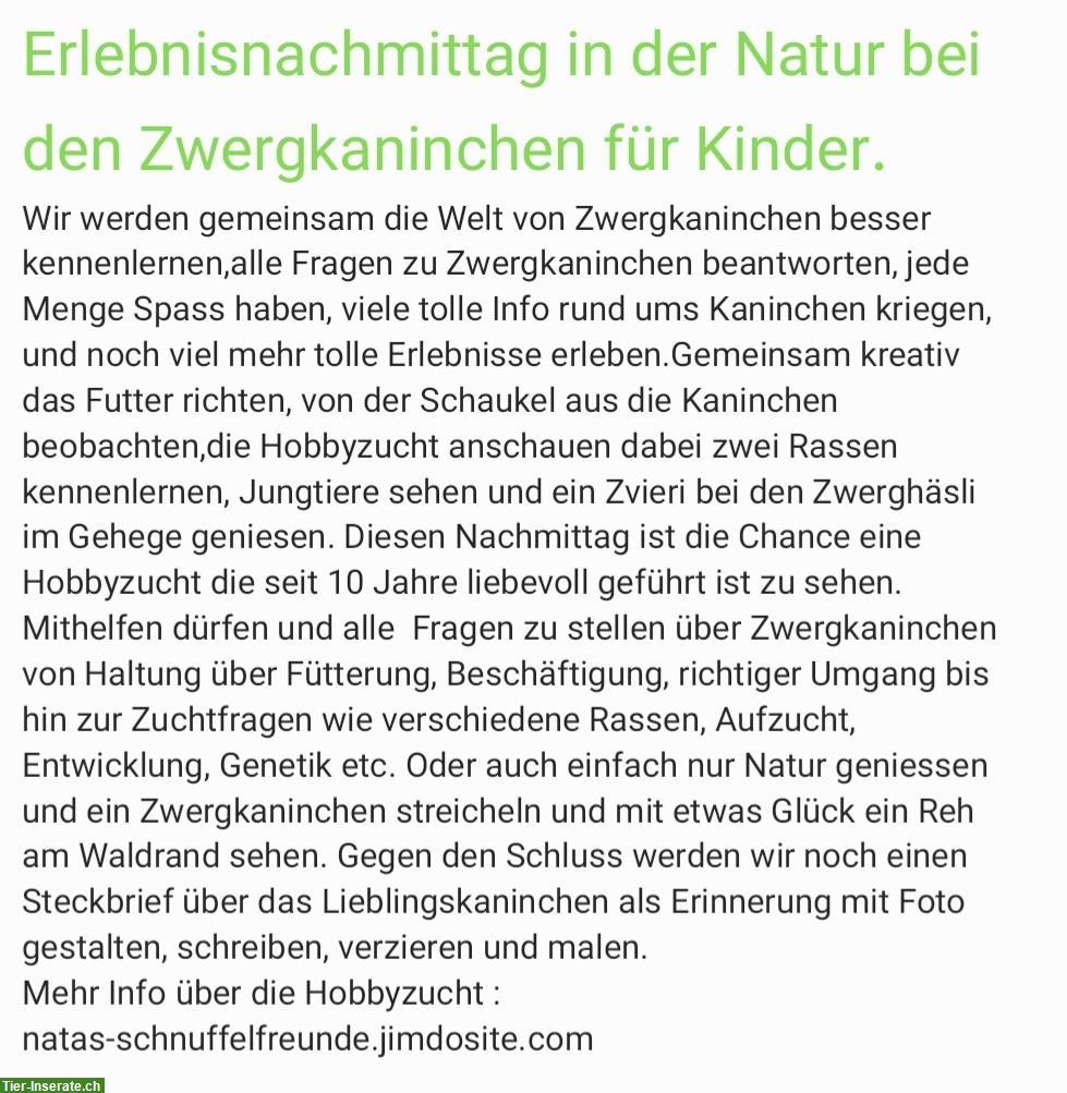 Bild 4: Ferienangebot bei Zwergkaninchen Hobbyzucht