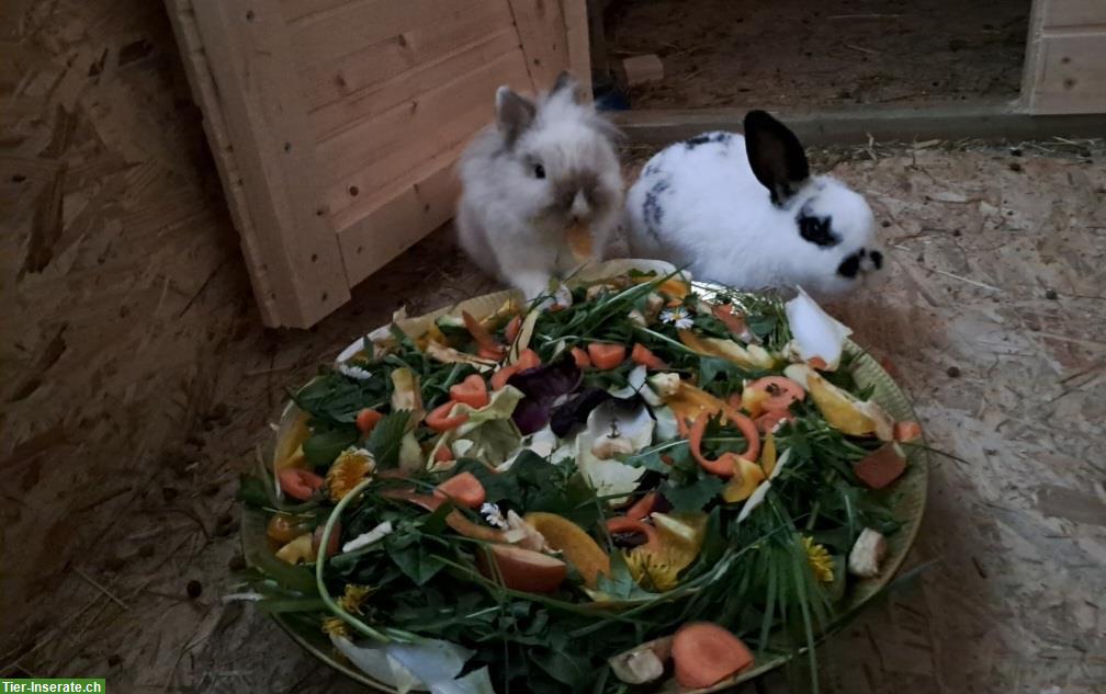 Bild 6: Ferienangebot bei Zwergkaninchen Hobbyzucht