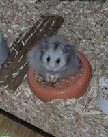 Männlicher Teddyhamster mit Terrarium und Zubehör