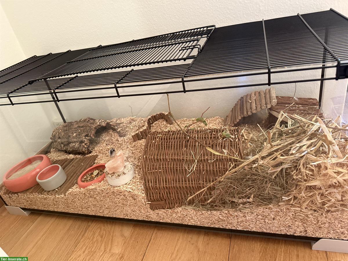 Bild 2: Männlicher Teddyhamster mit Terrarium und Zubehör