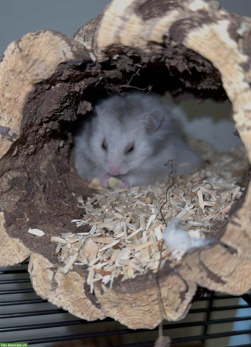 Bild 3: Männlicher Teddyhamster mit Terrarium und Zubehör