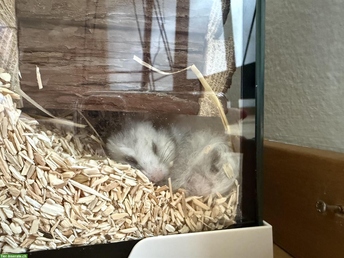 Bild 4: Männlicher Teddyhamster mit Terrarium und Zubehör