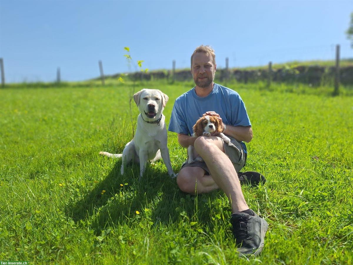 Hundehort im Grünen, 6403 Küssnacht am Rigi
