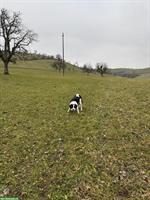 Suche Deckrüde Border Collie Arbeitslinie
