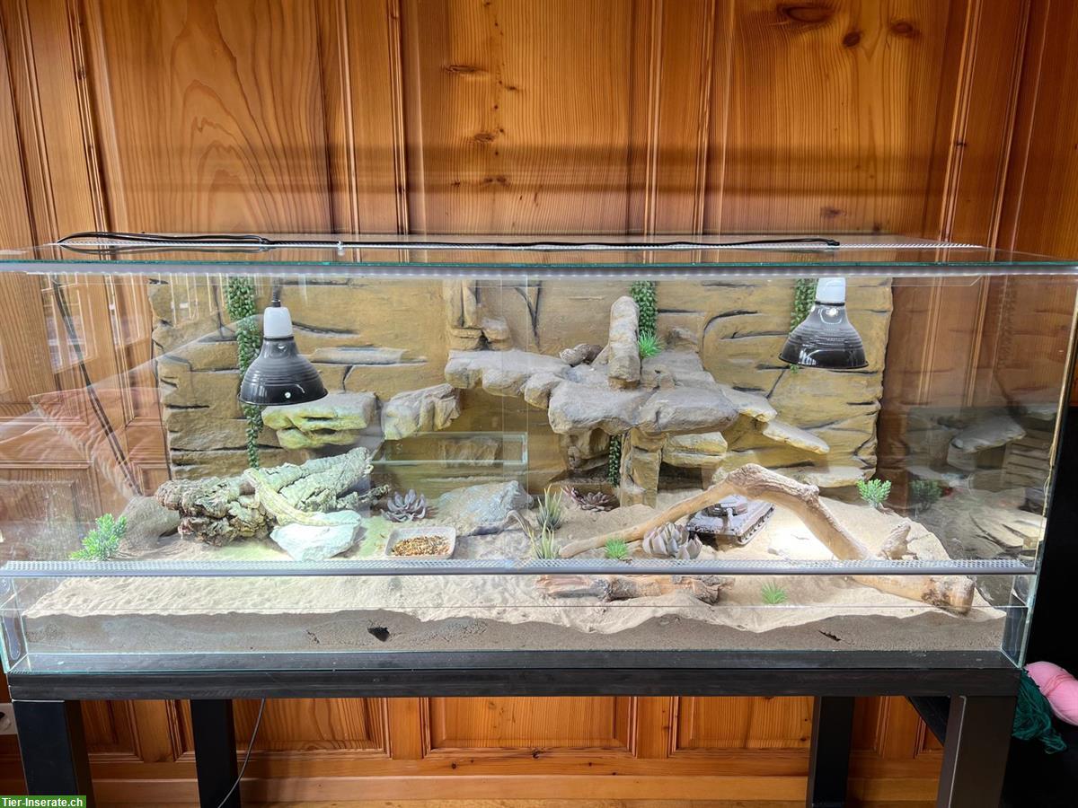 Zwergbartagamen mit Terrarium und Zubehör zu verkaufen