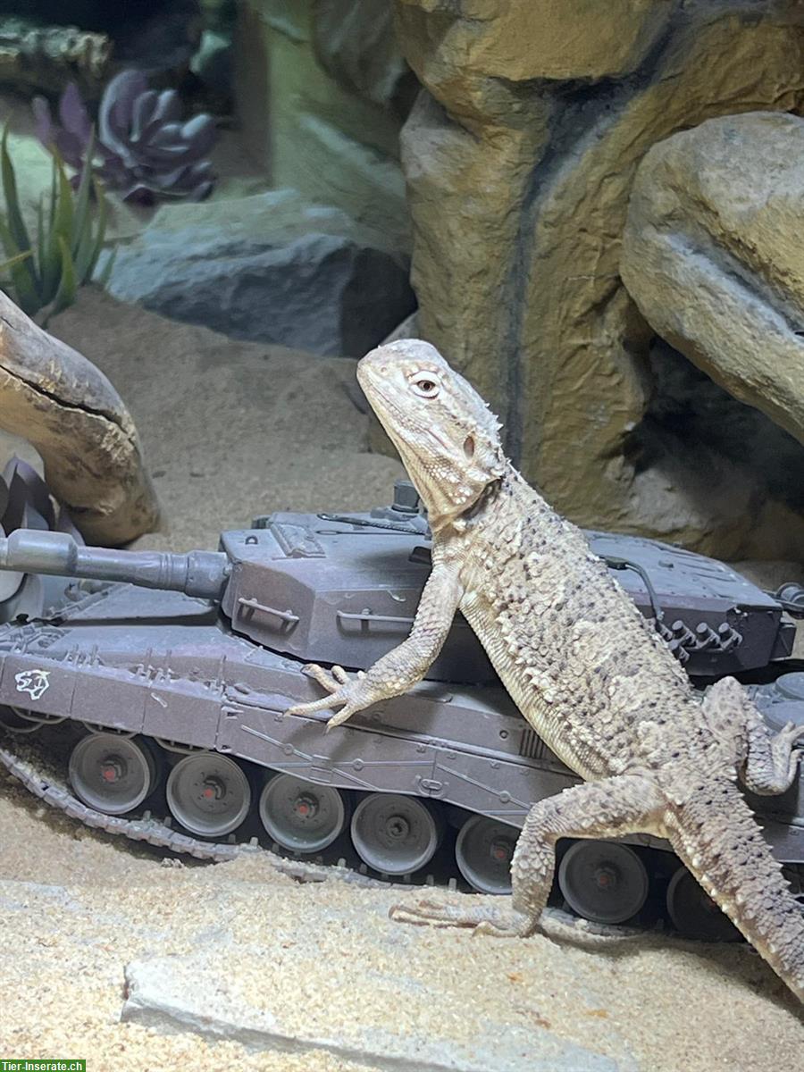 Bild 2: Zwergbartagamen mit Terrarium und Zubehör zu verkaufen