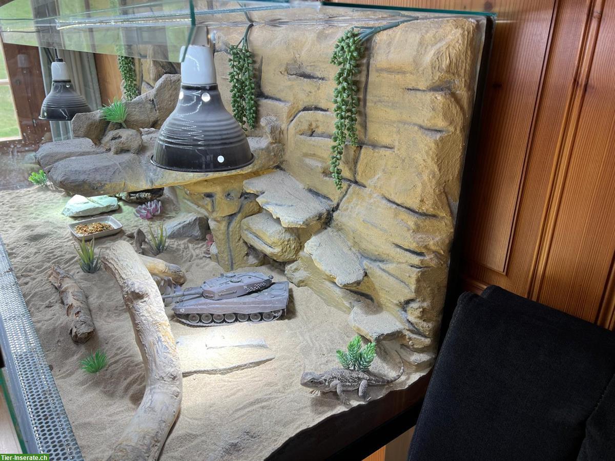 Bild 4: Zwergbartagamen mit Terrarium und Zubehör zu verkaufen