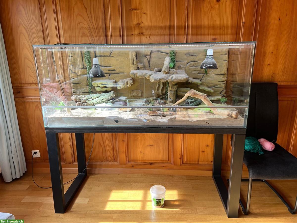 Bild 6: Zwergbartagamen mit Terrarium und Zubehör zu verkaufen