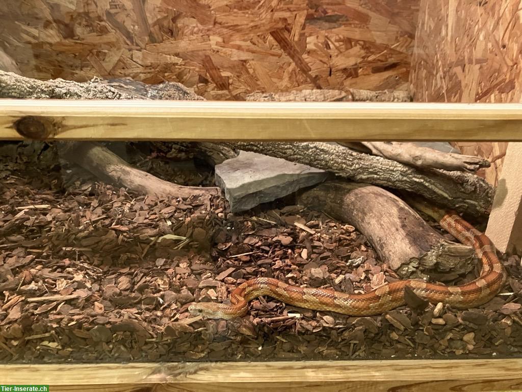 Bild 2: 2 Kornnattern inkl. Terrarium & Zubehör abzugeben, Raum Bern