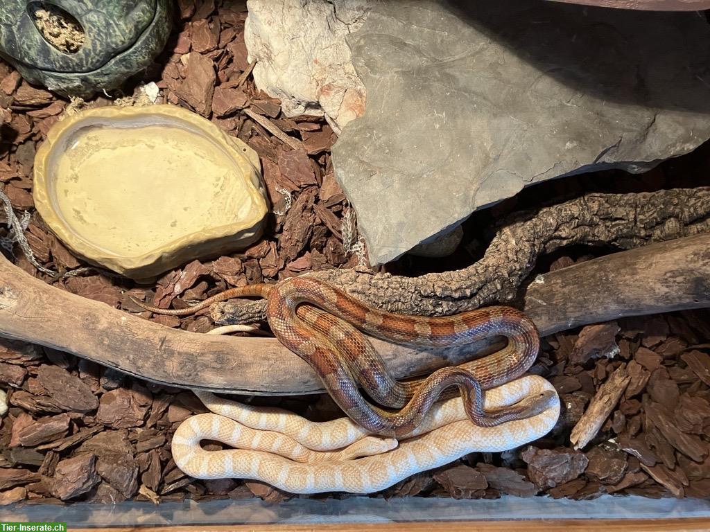 Bild 6: 2 Kornnattern inkl. Terrarium & Zubehör abzugeben, Raum Bern