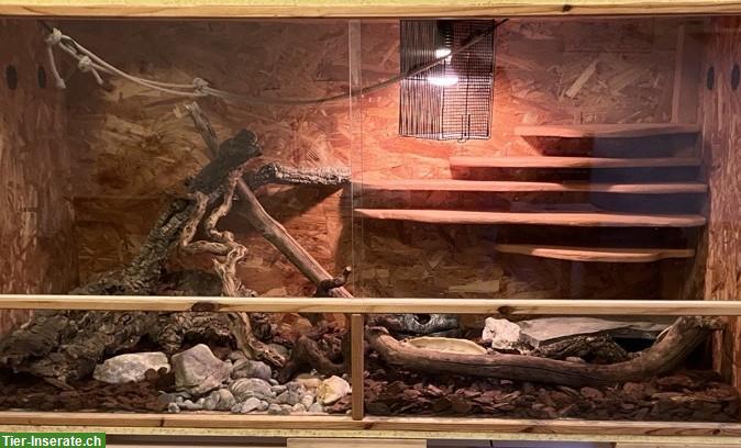 Bild 7: 2 Kornnattern inkl. Terrarium & Zubehör abzugeben, Raum Bern