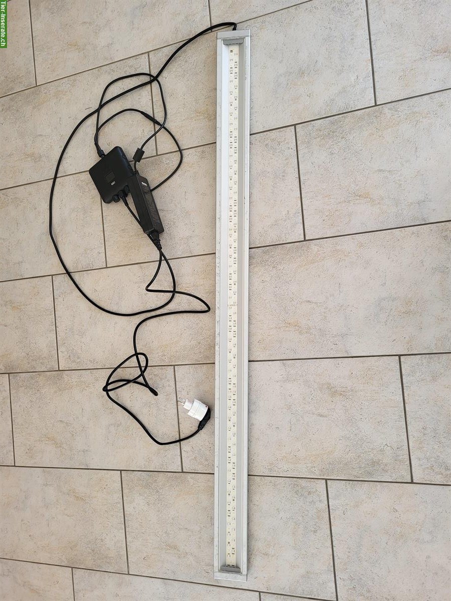 Econlux Solar Stinger LED Tropic mit Steuerung